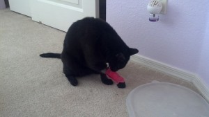 Right after he got home, before he got that bandage off, which took like, 3 seconds.